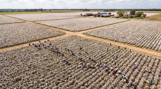 Aerial view of cotton fields with workers harvesting, farm buildings visible in distance